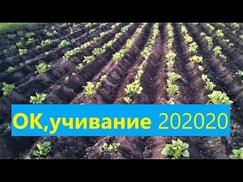 Видео: дисками и ушастыми!просроченное окучивание 202020