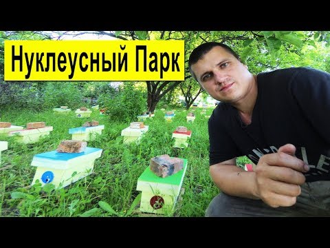 Видео: НУКЛЕУСНЫЙ ПАРК ✅ 🐝
