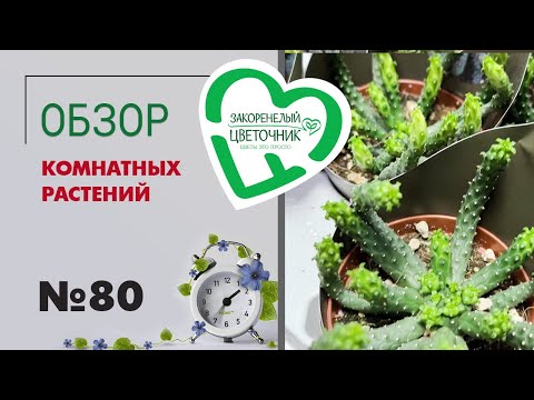 Видео: #80 Обзор поставки комнатных растений | Орхидеи, фикусы крупномеры, необычные суккуленты и другое