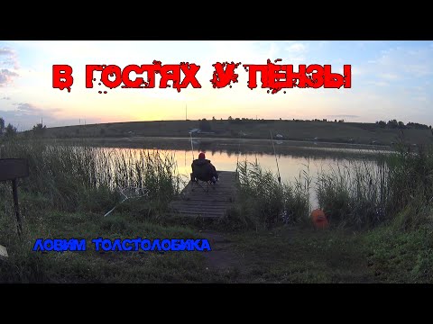 Видео: В гостях у Пензы. Ловим толстолобика.