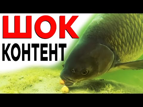 Видео: ПОКЛЬОВКА монстра ПІД ВОДОЮ! Як піймати коропа НА ОЧЕРЕТ?