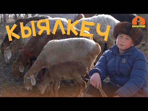 Видео: Мал доктур болууну кыялданган Али  | КЫЯЛКЕЧ
