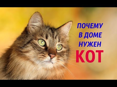 Видео: 19 причин почему нужен кот в доме