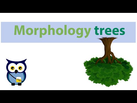 Видео: Морфологические деревья