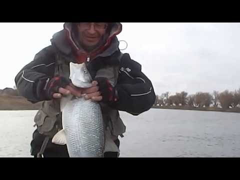 Видео: 2015 Ноябрь Кигач