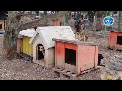 Видео: Шестстотин животни са осиновени за година от приюта в Русе