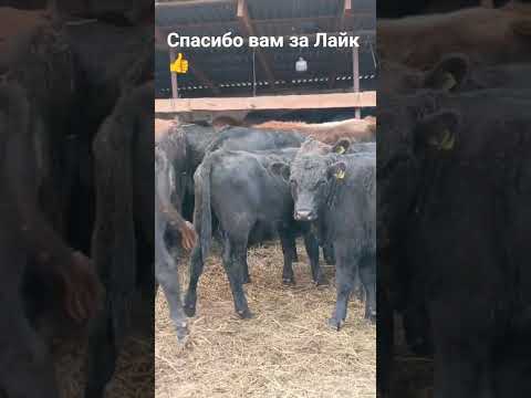 Видео: Бычки 32 гол.Ангусы и швицы.Возр от 8 до 1.2 года.в КБР с.Заюково,цена в круг 80тыс +7 909 488-84-83