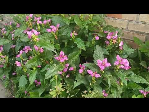 Видео: 🌺НЕЙМОВІРНИЙ ХЕЛОНЕ,який ПІДІЙДЕ  КОЖНОМУ!🌺