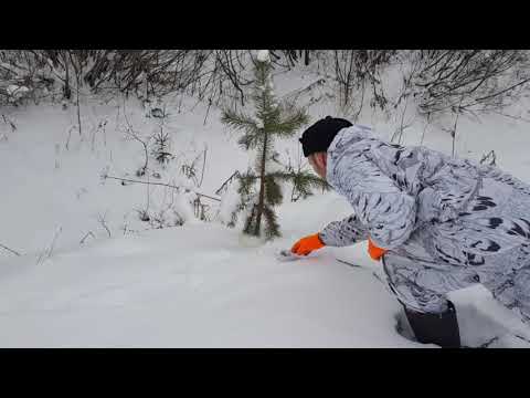 Видео: Охота на волка. Мочевая точка / Wolf hunting. Urinary point.