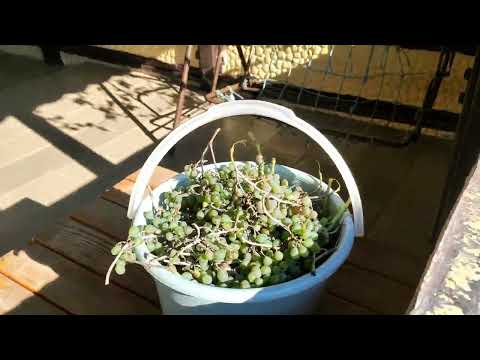 Видео: 23 ОКТЯБРЯ 2025 ГОДА