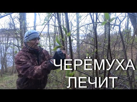 Видео: КОРА ЧЕРЁМУХИ ЛЕЧИТ КУЧУ БОЛЕЗНЕЙ!!!