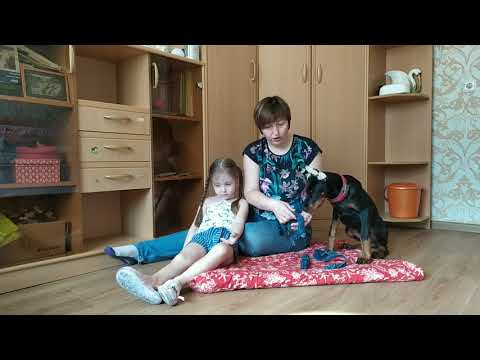 Видео: ИНФИНИТИ ЗАБОЛЕЛА | ХОЧУ ДОБЕРМАНА