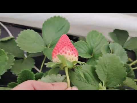 Видео: 7 листопада збираємо полуницю