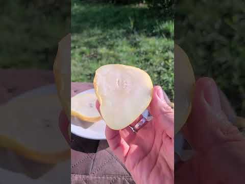 Видео: Груша ,,Загадка""