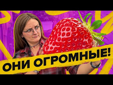 Видео: ТОП САМЫХ ОГРОМНЫХ ОВОЩЕЙ! От Семена Алтая