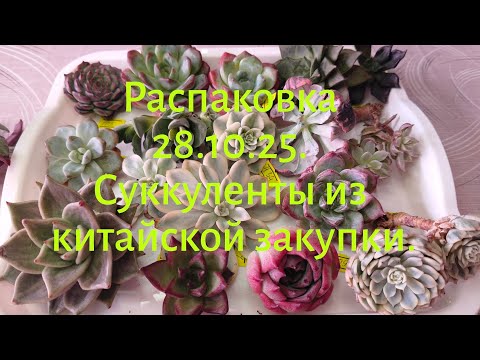 Видео: Распаковка 28.10.25. Суккуленты из китайской закупки. #succulents #echeveria 