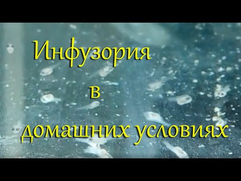 Видео: Инфузория легко и быстро: разведение, способы забора, очистки, фильтрации и переноса на корм малькам