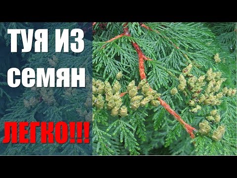 Видео: Как посадить тую семенами