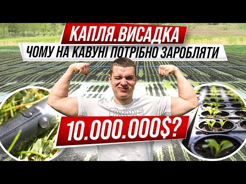 Видео: Які сорти кавуна можуть вам заробити 10.000.000 $?