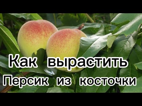 Видео: #обзор ✅❤️КАК ВЫРАСТИТЬ АБРИКОС И ПЕРСИК ИЗ КОСТОЧКИ 