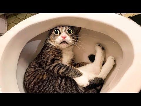 Видео: 🐱Смешніе кошки