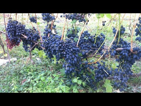 Видео: #1. Порядок на органическом винограднике