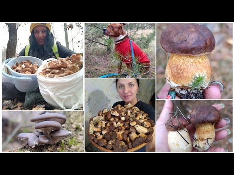 Видео: Два ведра грибов за полтора часа в Киеве на Лесном массиве🍄‍🟫 Опята Польские Глива