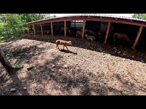 Видео: Потери в хозяйстве . Выпустил нового барана ! ХУТОР В ЛЕСУ №782