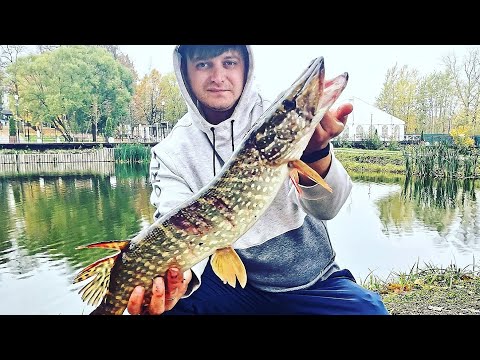 Видео: Как поймать щуку. Рыбалка на щуку. Щука на платнике. (Часть 2)