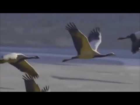 Видео: Як хотілось з вами, журавлями, полетіти вдаль де без війни. Maestro  BARSIK - ЖУРАВЛИ