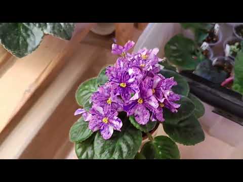 Видео: Фиалки цветут🌺🌸🌺 май'24