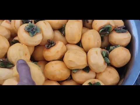 Видео: Тарзи таёр кардани хурмои хушк пешкаши Шумо менамоем дустон!