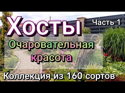 Видео: Хосты. Очаровательные растения для тени, полутени и солнечных мест. Часть моей коллекции