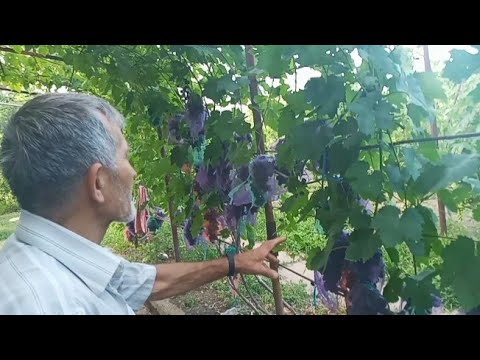 Видео: Огляд одного з кращих виноградників. Ангелова Володимира Микитовича