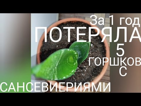 Видео: КЛЕЩ у моих сансевиерий; мой личный опыт #sansevieria #сансевиерия #клещсансевиерия