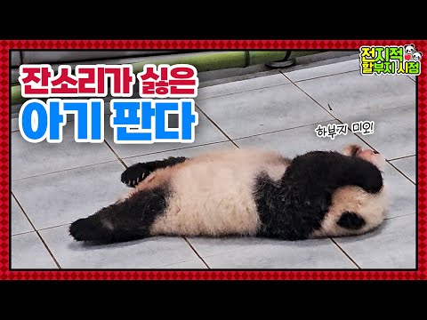 Видео: (SUB) Маленькая панда дуется на смотрителя зоопарка🐼│Panda World