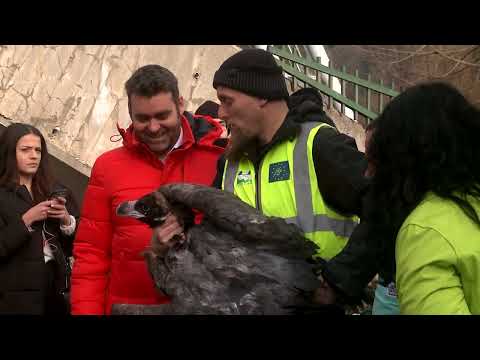 Видео: Двойка черни лешояди в Софийския зоопарк