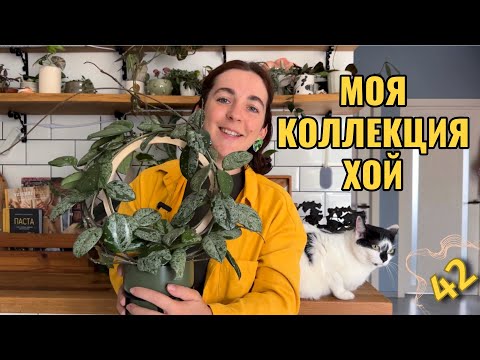 Видео: Большой обзор коллекции хой. Уход, особенности, до/после.