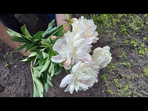Видео: Как укоренить пионы из букета Самый легкий способ