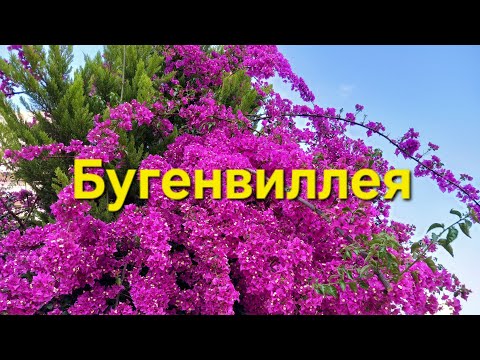 Видео: Бугенвиллея / Bougainvillea / Лютики-цветочки