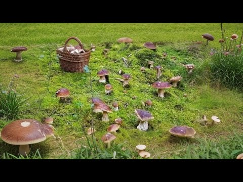 Видео: Гигантские грибы продолжают расти. Лучшие белые грибы Карпат 2025 года.
