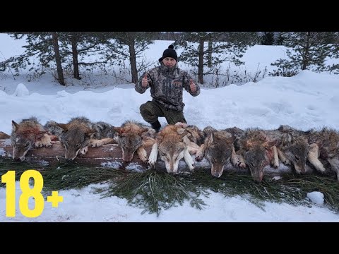 Видео: Охота на Волка с флажками. УБРАЛИ ВСЮ СТАЮ! wolf hunting.