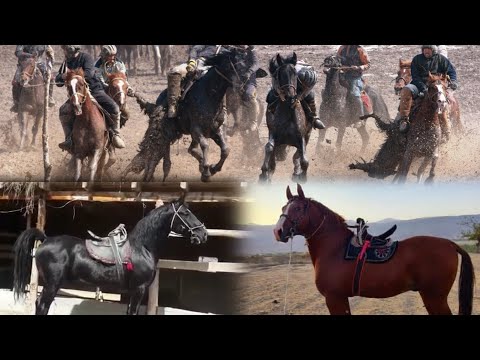 Видео: 2 САР АСПИ БУЗИ ФУРИШИ ТЕЛ 8901.501.08.08 ВАТСАБ ХАС