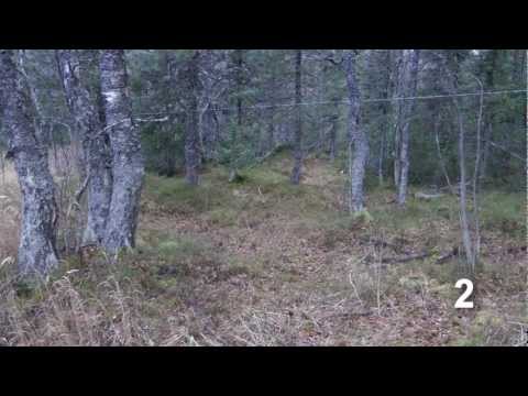 Видео: Перевал Дятлова, ч.2/5. Кедр - устье 1-го ручья