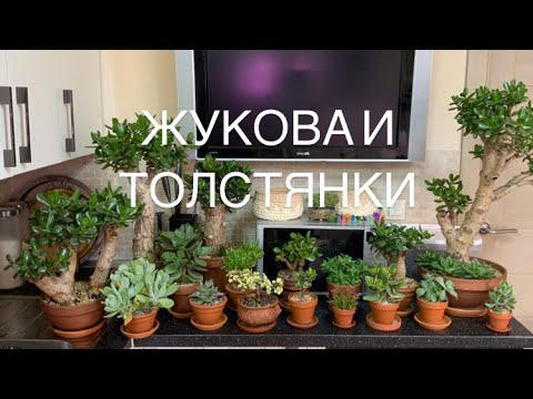 Видео: Крассулы Оваты,  и другие толстянки.)😁