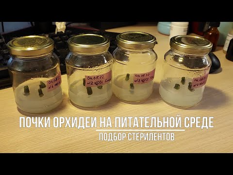 Видео: Первая ПОСАДКА ПОЧЕК ОРХИДЕИ на питательную среду. Подбор стерилентов.