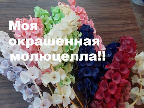 Видео: КАК МОЛЮЦЕЛЛУ В РАЗНЫЕ ЦВЕТА ПОКРАСИТЬ!!