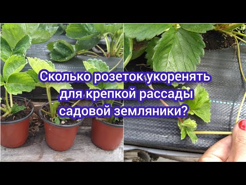 Видео: Сколько розеток укоренять для крепкой рассады садовой земляники? #садоводство