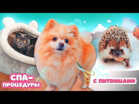 Видео: БАННЫЙ ДЕНЬ ПИТОМЦЕВ | Груминг Шпица, Купаем Ежа, Киса Баттерс переехала