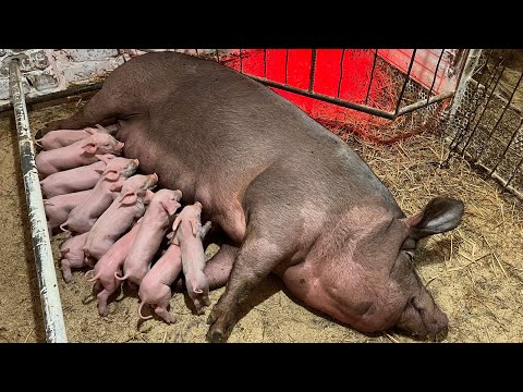 Видео: Надеюсь, всё с ним будет хорошо… 🐷 Остался один 🚜🌱